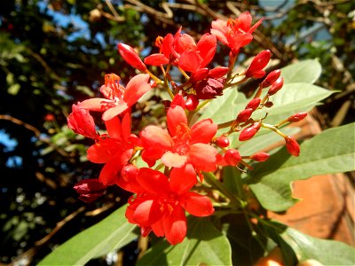 Family Euphorbiaceae Shanghai beauty Jatropha integerrima Jacq. Fiddlehead Jatropha Qin ye ying  in Barangay Pitogo, Makati City (Note: Judge Florentino Floro, the owner, to repeat, Donor Florentino F