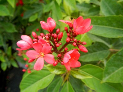 Family Euphorbiaceae Shanghai beauty Jatropha integerrima Jacq. Fiddlehead Jatropha Qin ye ying  in the Garden City of Guiguinto, Bulacan Barangay Santa Cruz 14°50'33"N  120°52'13"E Guiguinto, Bulacan