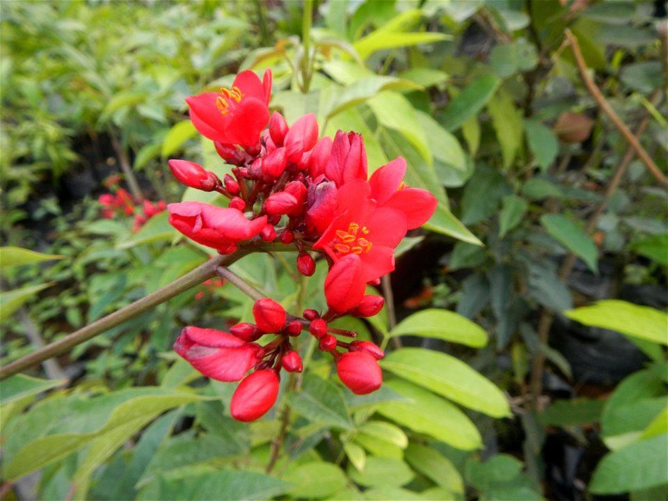 Family Euphorbiaceae Shanghai beauty Jatropha integerrima Jacq. Fiddlehead Jatropha Qin ye ying  in the Garden City of Guiguinto, Bulacan Barangay Santa Cruz 14°50'33"N  120°52'13"E Guiguinto, Bulacan