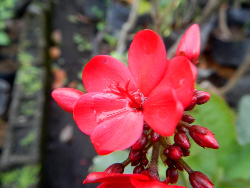 Family Euphorbiaceae Shanghai beauty Jatropha integerrima Jacq. Fiddlehead Jatropha Qin ye ying  in the Garden City of Guiguinto, Bulacan Barangay Santa Cruz 14°50'33"N  120°52'13"E Guiguinto, Bulacan