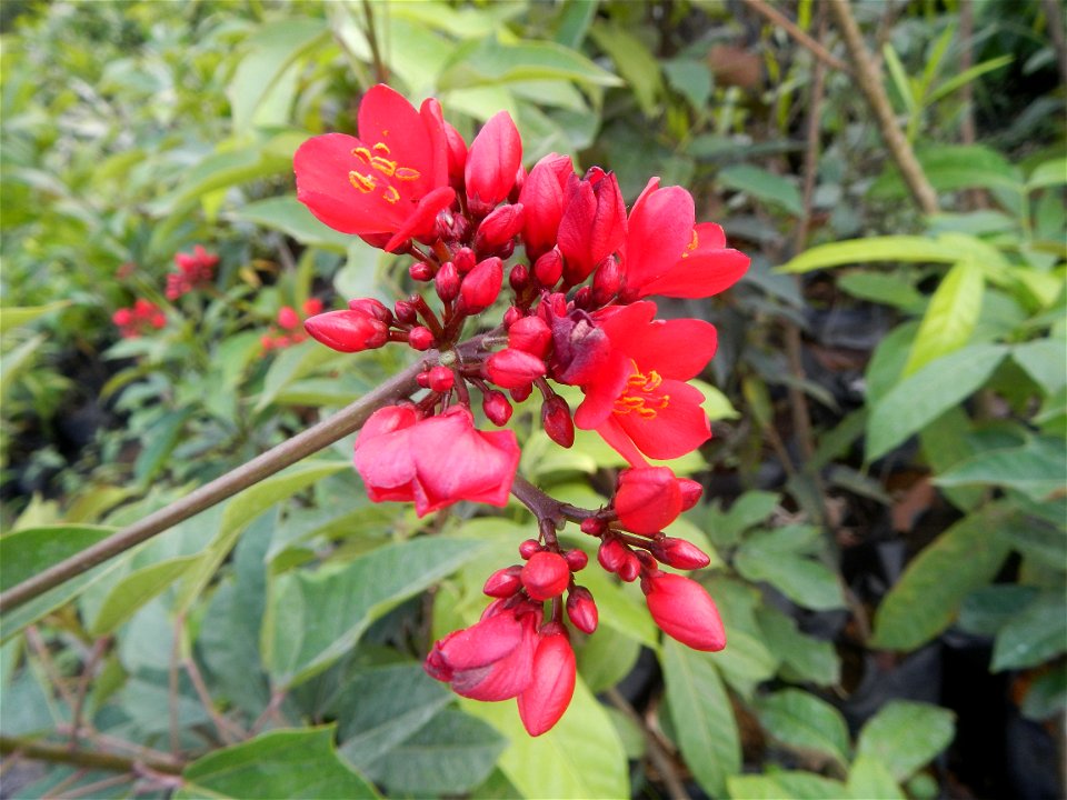 Family Euphorbiaceae Shanghai beauty Jatropha integerrima Jacq. Fiddlehead Jatropha Qin ye ying  in the Garden City of Guiguinto, Bulacan Barangay Santa Cruz 14°50'33"N  120°52'13"E Guiguinto, Bulacan