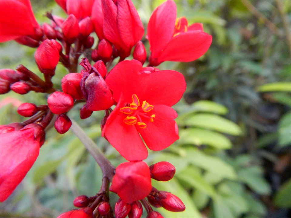 Family Euphorbiaceae Shanghai beauty Jatropha integerrima Jacq. Fiddlehead Jatropha Qin ye ying  in the Garden City of Guiguinto, Bulacan Barangay Santa Cruz 14°50'33"N  120°52'13"E Guiguinto, Bulacan