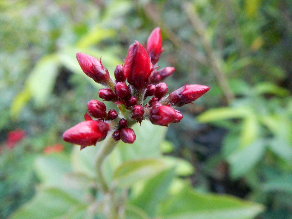Family Euphorbiaceae Shanghai beauty Jatropha integerrima Jacq. Fiddlehead Jatropha Qin ye ying  in the Garden City of Guiguinto, Bulacan Barangay Santa Cruz 14°50'33"N  120°52'13"E Guiguinto, Bulacan