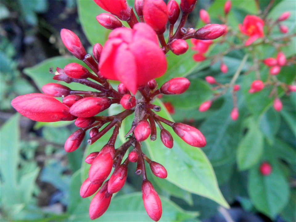 Family Euphorbiaceae Shanghai beauty Jatropha integerrima Jacq. Fiddlehead Jatropha Qin ye ying  in the Garden City of Guiguinto, Bulacan Barangay Santa Cruz 14°50'33"N  120°52'13"E Guiguinto, Bulacan
