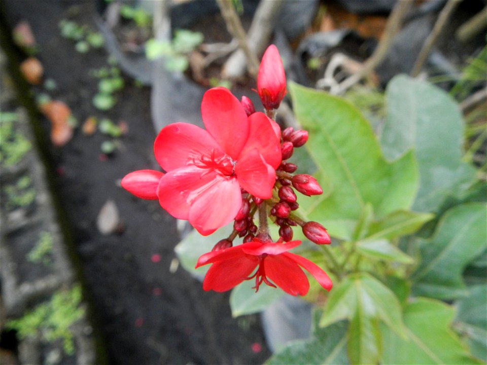 Family Euphorbiaceae Shanghai beauty Jatropha integerrima Jacq. Fiddlehead Jatropha Qin ye ying  in the Garden City of Guiguinto, Bulacan Barangay Santa Cruz 14°50'33"N  120°52'13"E Guiguinto, Bulacan