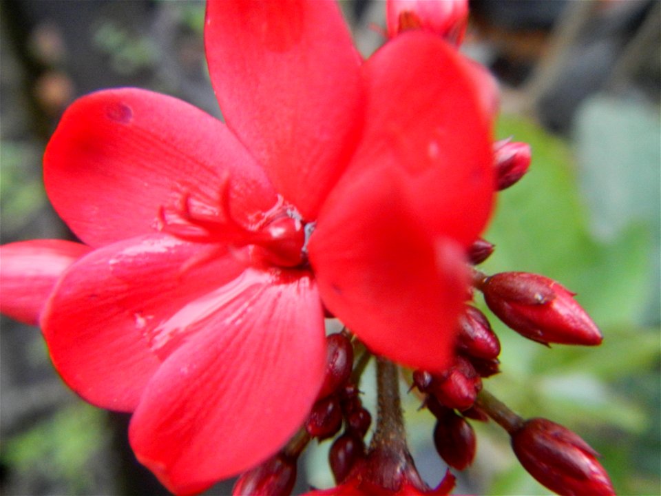 Family Euphorbiaceae Shanghai beauty Jatropha integerrima Jacq. Fiddlehead Jatropha Qin ye ying  in the Garden City of Guiguinto, Bulacan Barangay Santa Cruz 14°50'33"N  120°52'13"E Guiguinto, Bulacan