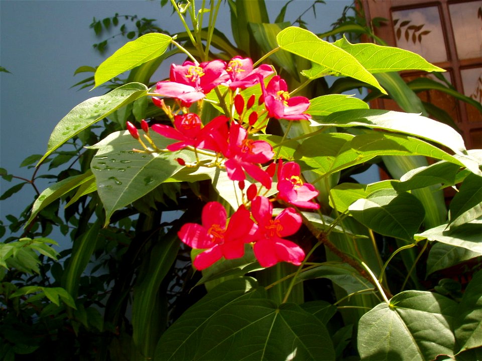 Dầu lai lá đơn hay còn gọi là nhất chi mai, hồng mai (danh pháp khoa học: Jatropha panduraefolia)Hinh do tôi chụp