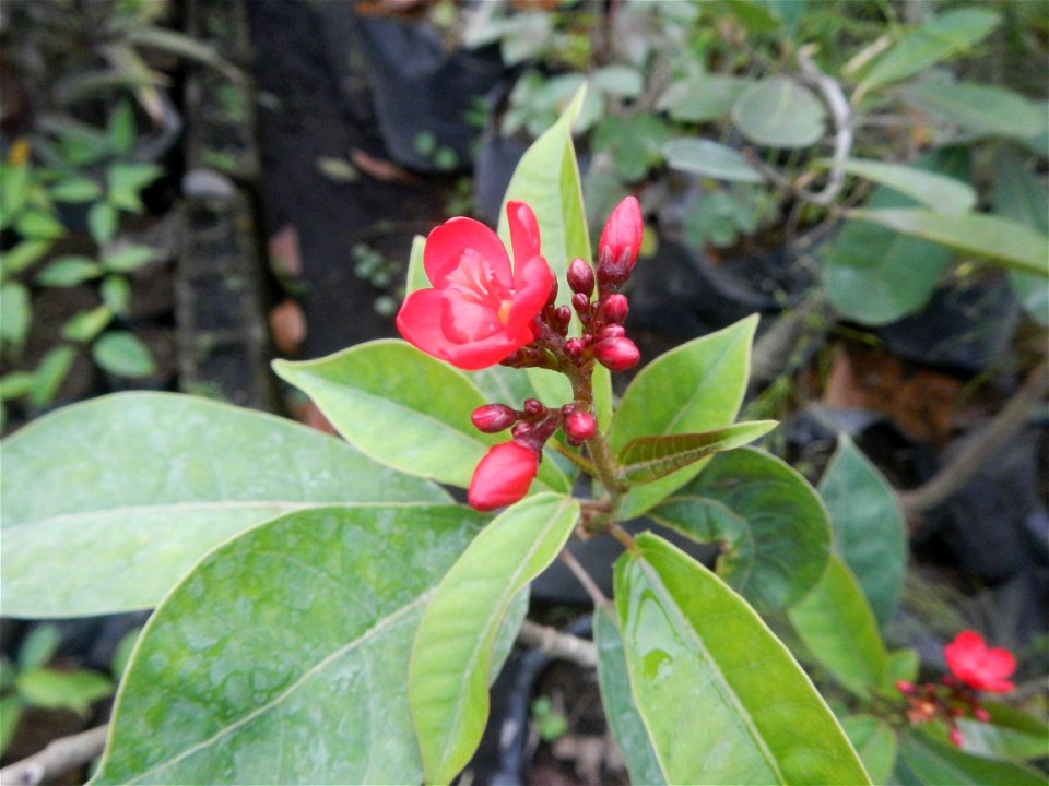 Family Euphorbiaceae Shanghai beauty Jatropha integerrima Jacq. Fiddlehead Jatropha Qin ye ying  in the Garden City of Guiguinto, Bulacan Barangay Santa Cruz 14°50'33"N  120°52'13"E Guiguinto, Bulacan