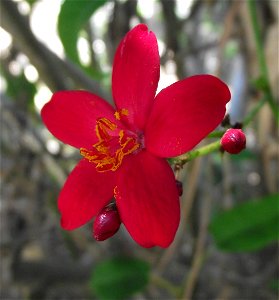 Jatropha integerrima at the San Diego Botanic Garden, Encinitas, California, USA. Identified by sign.