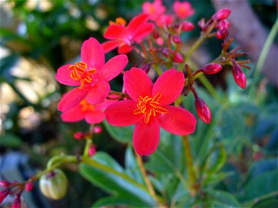 I am the originator of this photo. I hold the copyright. I release it to the public domain. This photo depicts flowers.