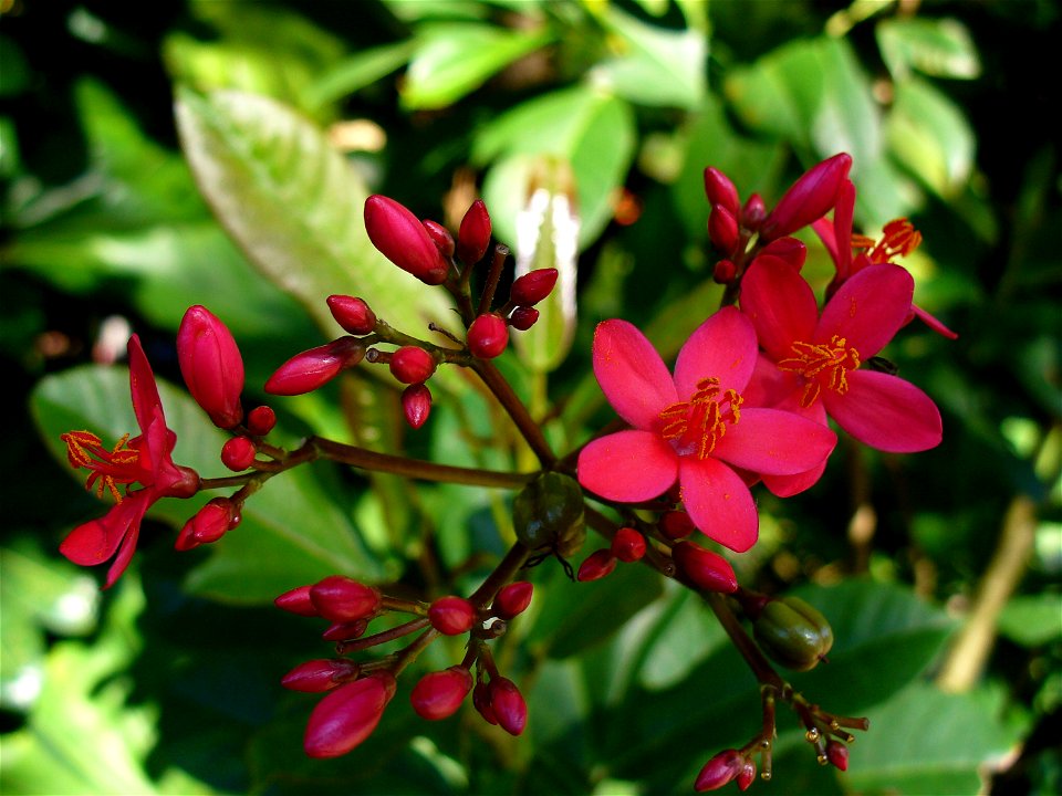 I am the originator of this photo. I hold the copyright. I release it to the public domain. This photo depicts flowers.