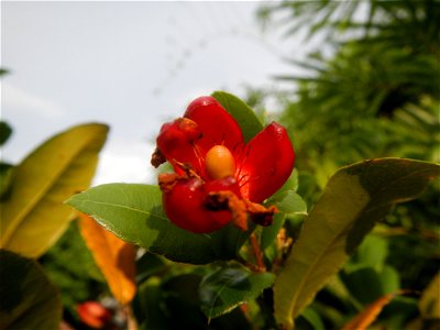 Aven's Nature Farm Artemio G. Veneracion President of ARaMP, Inc. in Barangays Santa Barbara, 14°56'21"N 120°53'25"E Baliuag, Bulacan, Bulacan (Note: Judge Florentino Floro, the owner, to repeat, Dono