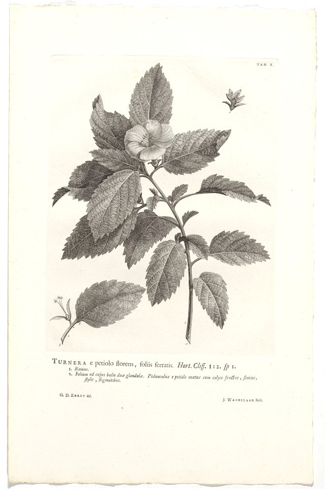 IdentificatieTitel(s): Turnera ulmifoliaTurnera e petiolo florens, foliis serratis. Hort. Cliff. 112. sp. 1 (titel op object)Objecttype: prent boekillustratie Objectnummer: RP-P-OB-61.495Catalogusrefe