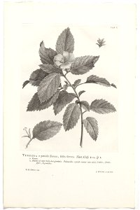 IdentificatieTitel(s): Turnera ulmifoliaTurnera e petiolo florens, foliis serratis. Hort. Cliff. 112. sp. 1 (titel op object)Objecttype: prent boekillustratie Objectnummer: RP-P-OB-61.495Catalogusrefe