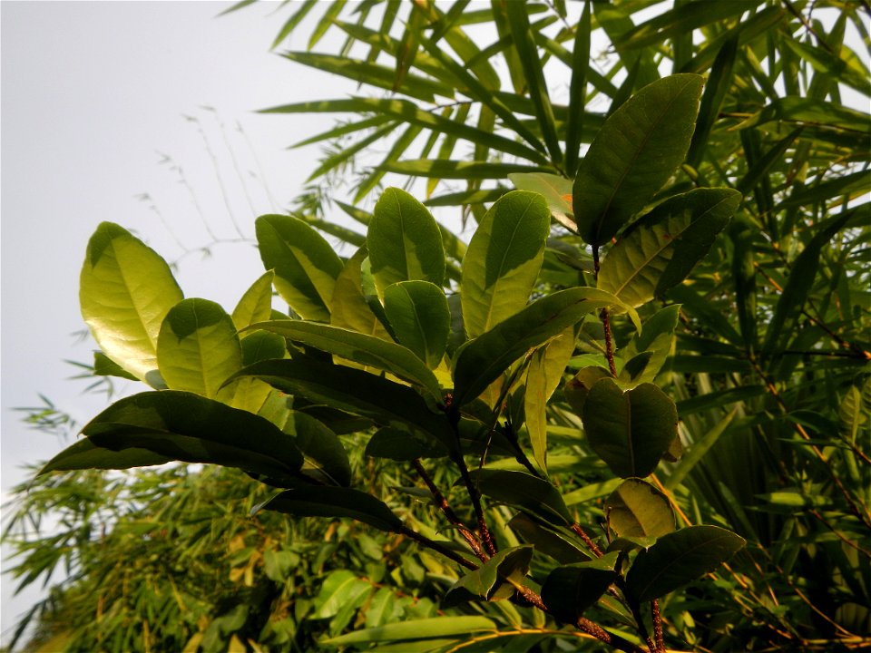 Aven's Nature Farm Artemio G. Veneracion President of ARaMP, Inc. in Barangays Santa Barbara, 14°56'21"N 120°53'25"E Baliuag, Bulacan, Bulacan (Note: Judge Florentino Floro, the owner, to repeat, Dono
