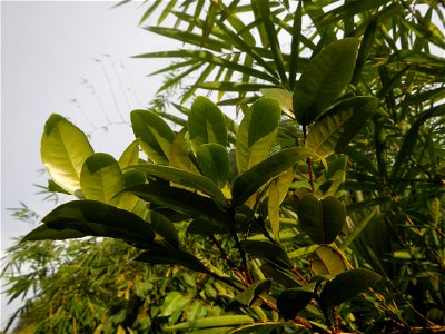 Aven's Nature Farm Artemio G. Veneracion President of ARaMP, Inc. in Barangays Santa Barbara, 14°56'21"N 120°53'25"E Baliuag, Bulacan, Bulacan (Note: Judge Florentino Floro, the owner, to repeat, Dono