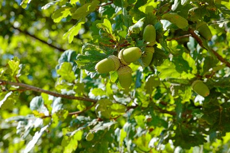 Green oak tree