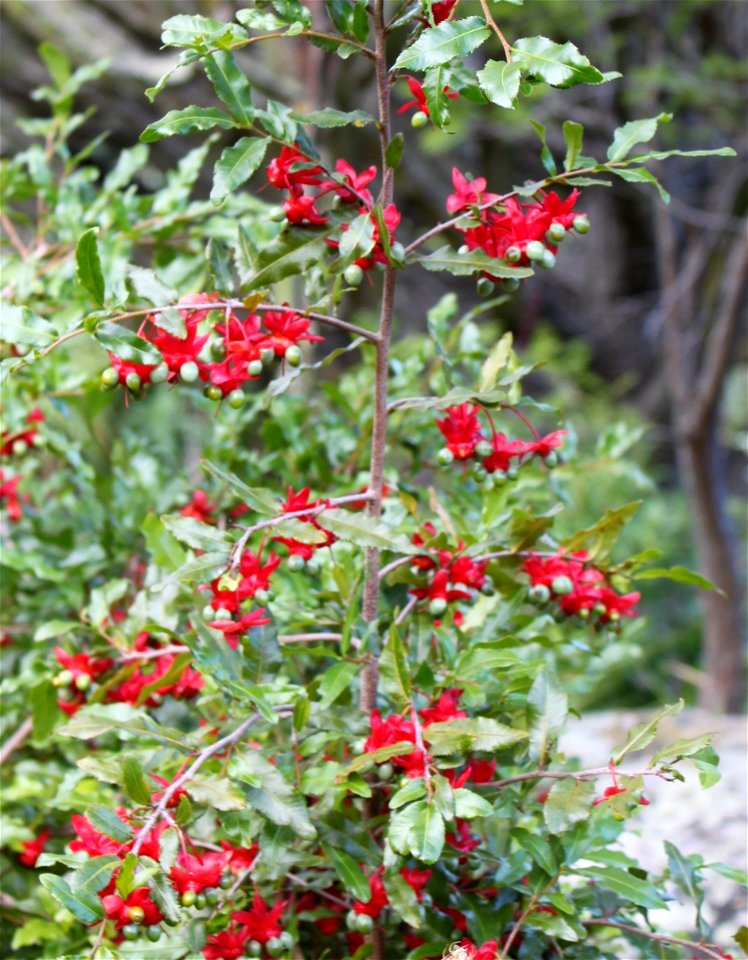 Sprig of Ochna serrulata with green unripe fruits. Cape Town.