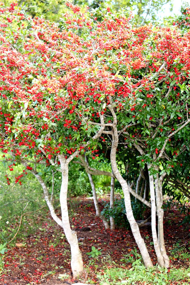 Ochna serrulata bush of South Africa.