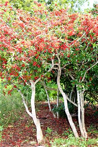 Ochna serrulata bush of South Africa.