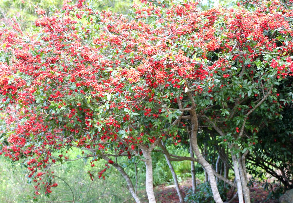 Ochna serrulata bushes with unripe fruits. Cape Town.