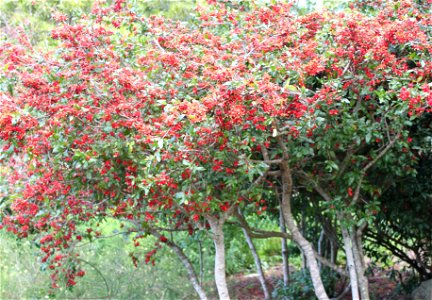 Ochna serrulata bushes with unripe fruits. Cape Town.