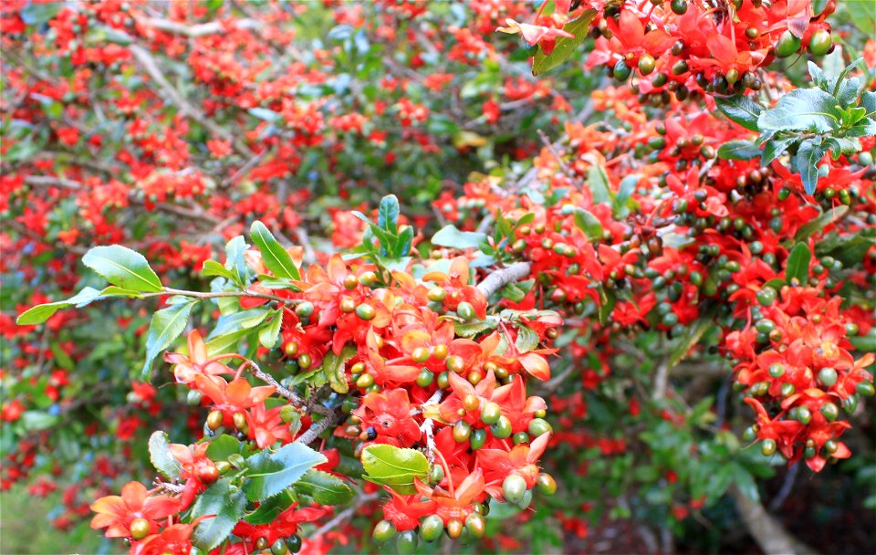 Ochna serrulata bush of South Africa. Green unripe berries.