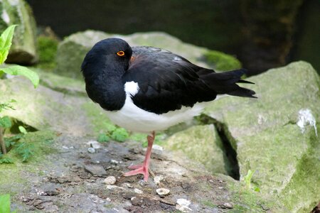 Nature bird animal world