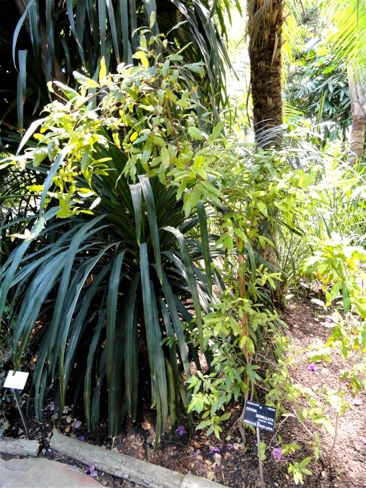 Ochna serrulata specimen in the Jardin Botanique de Lyon, Parc de la Tête d'Or, Lyon, France.