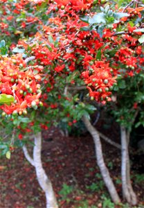 Ochna serrulata. A bush or small tree indigenous to South Africa.