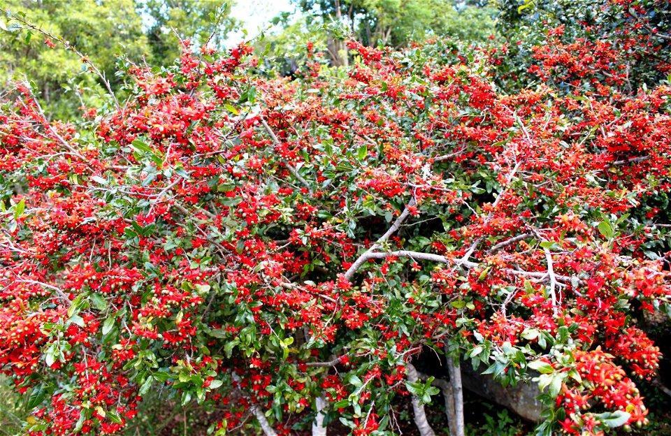 Ochna serrulata bush with unripe fruits. Cape Town.