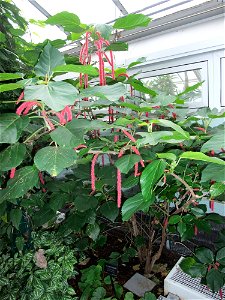 A photograph of Acalypha hispida.