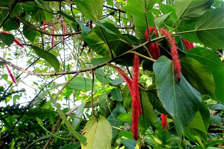  ; Flowers, trees, and other plant stuff
Plant first orginated from Ocean but now cultivated in many places.  Acalypha hispida.