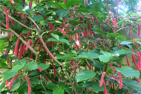 ; Flowers, trees, and other plant stuff A tropical plant from the Malay Archipelago. Acalypha hispida. photo