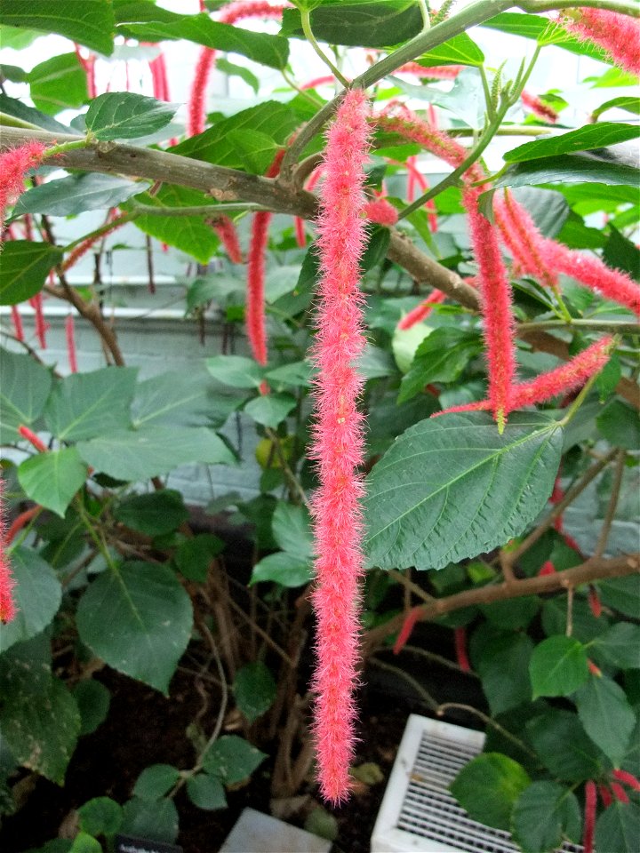 A photograph of a Acalypha hispida flower.