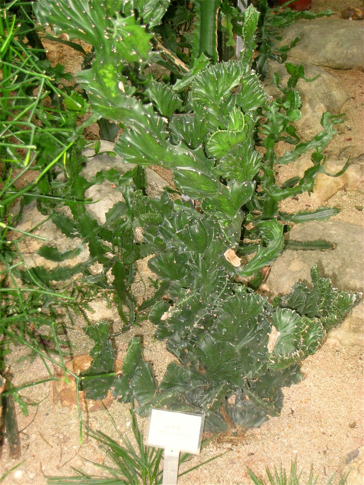 Euphorbia lactea. Hong Kong Park Conservatory in Hong Kong Park, Hong Kong.