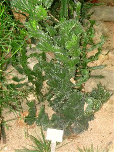 Euphorbia lactea. Hong Kong Park Conservatory in Hong Kong Park, Hong Kong.