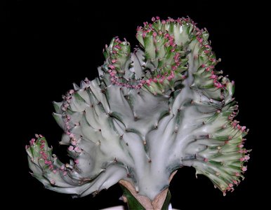 This is a photograph of a fasciated spurge, Euphorbia lactea fa. cristata.