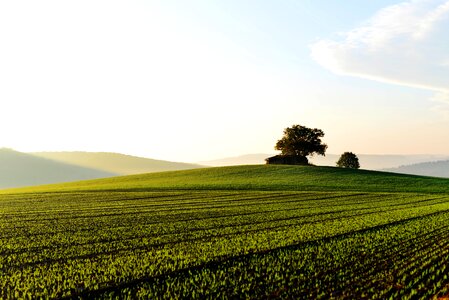 Fields grass fog photo