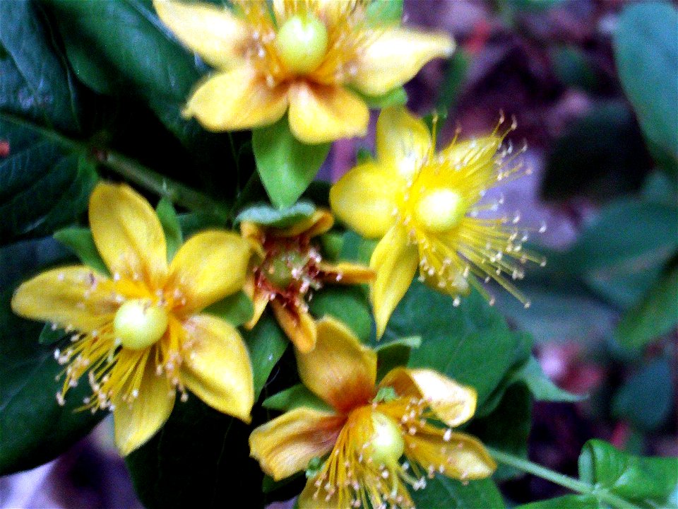 Hypericum androsaemum, flowers close up, Sierra Madrona, Spain