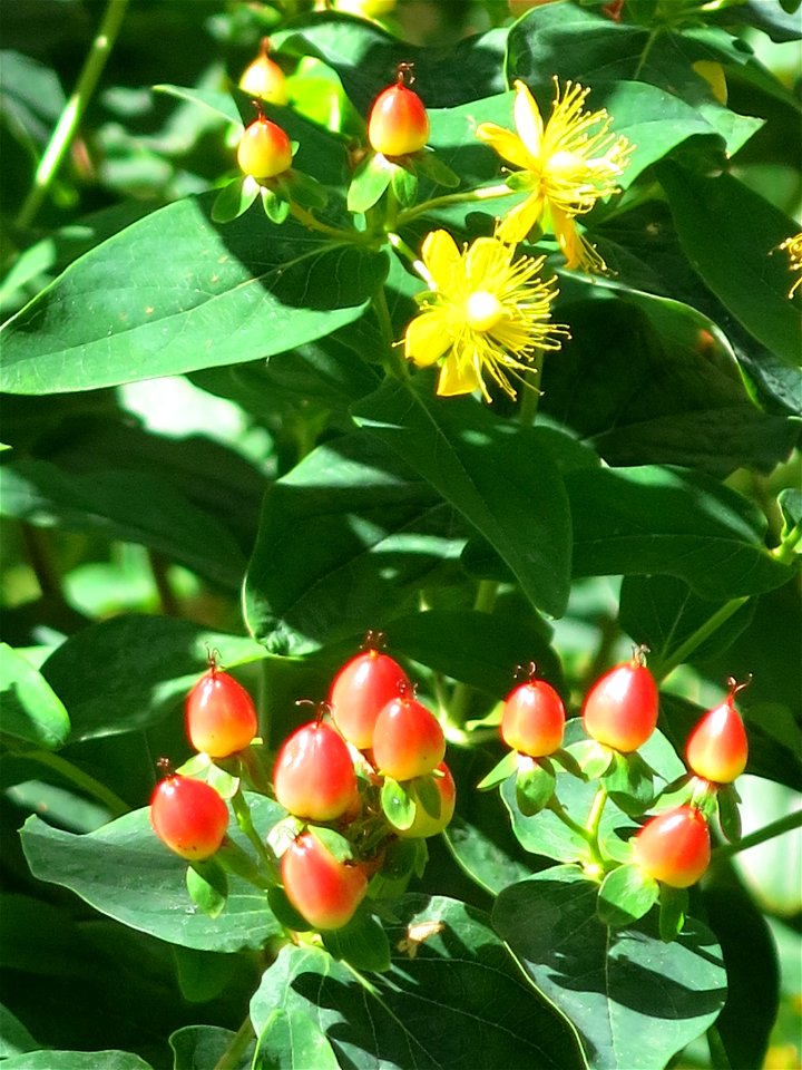 Hypericum androsaemum in the parc de la Butte du Chapeau-Rouge (Paris 19th arrond., France).