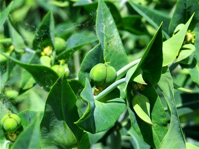 Kreuzblättrige Wolfsmilch (Euphorbia lathyris) im Landschaftsschutzgebiet Hockenheimer Rheinbogen