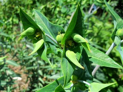 Kreuzblättrige Wolfsmilch (Euphorbia lathyris) im Landschaftsschutzgebiet Hockenheimer Rheinbogen