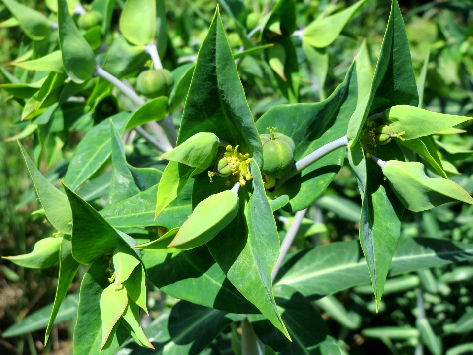 Kreuzblättrige Wolfsmilch (Euphorbia lathyris) im Landschaftsschutzgebiet Hockenheimer Rheinbogen