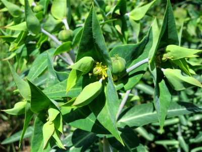 Kreuzblättrige Wolfsmilch (Euphorbia lathyris) im Landschaftsschutzgebiet Hockenheimer Rheinbogen