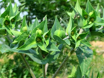 Kreuzblättrige Wolfsmilch (Euphorbia lathyris) auf einem Schuttplatz bei Neulußheim (Gemarkung Altlußheim)