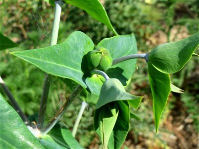 Kreuzblättrige Wolfsmilch (Euphorbia lathyris) auf einem Sandhügel einer Baustelle in Hockenheim
