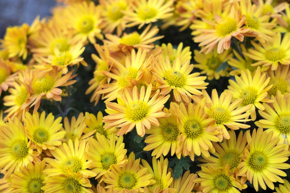 Chrysanthemum in the fall plant