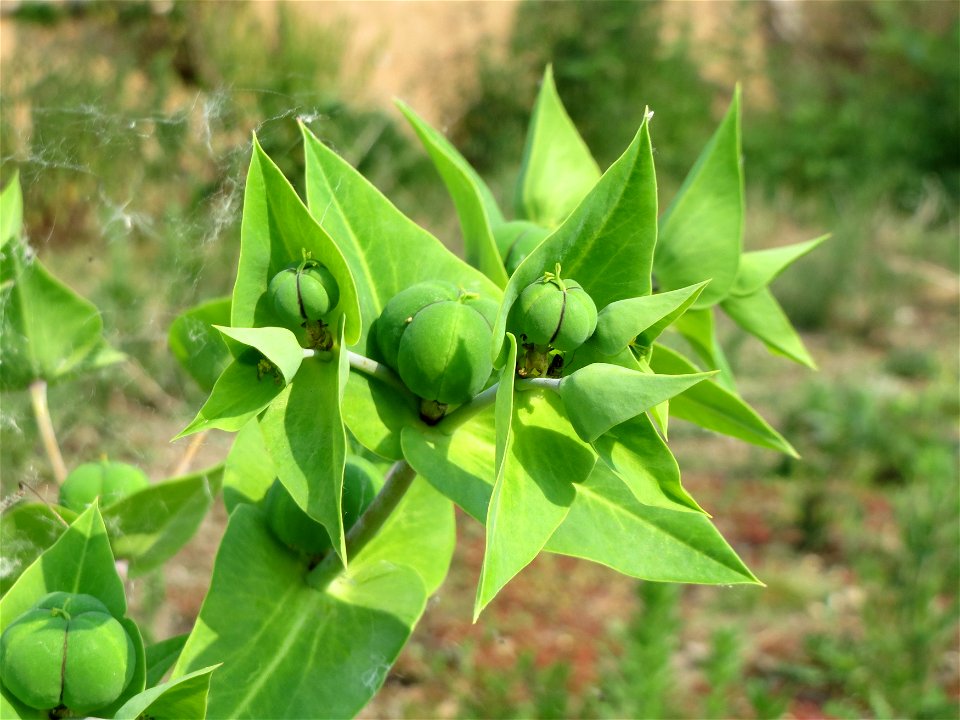 Kreuzblättrige Wolfsmilch (Euphorbia lathyris) auf einem Schuttplatz bei Neulußheim (Gemarkung Altlußheim)