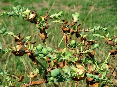 Kreuzblättrige Wolfsmilch (Euphorbia lathyris) in Hockenheim-Talhaus